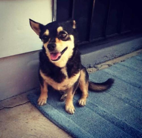 Lost Male Dog last seen Val Vista & Faldale, Casa Grande, AZ 85122