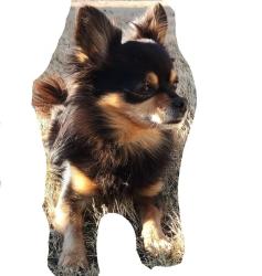 Lost Male Dog last seen Church, Green manor, 1804 Bar, Union City, GA 30291