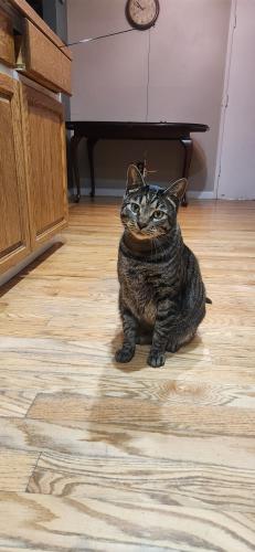 Lost Male Cat last seen SW Brookside Ave and SW Johnson St, Tigard 97223, Tigard, OR 97223