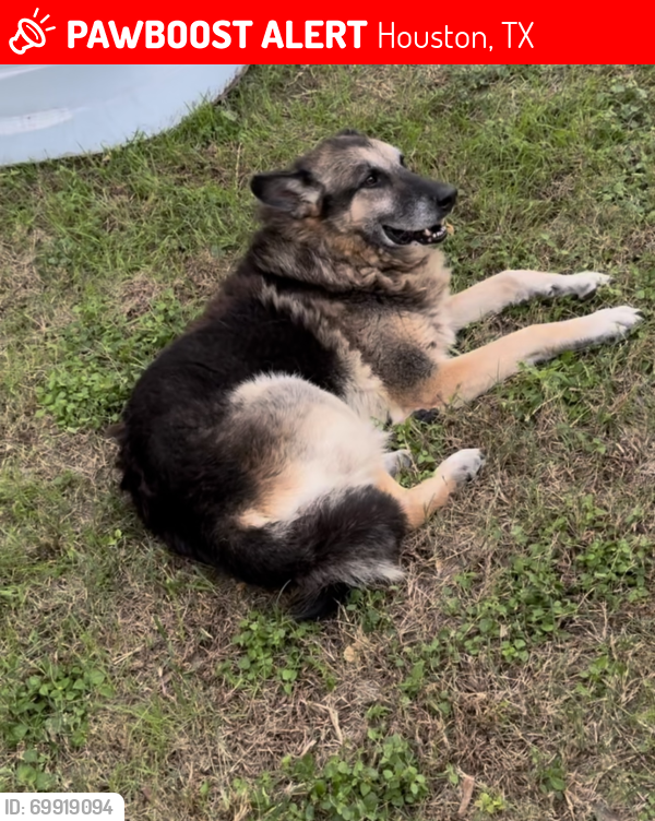 Lost Male Dog last seen Candela & Clodine rd , Houston, TX 77083