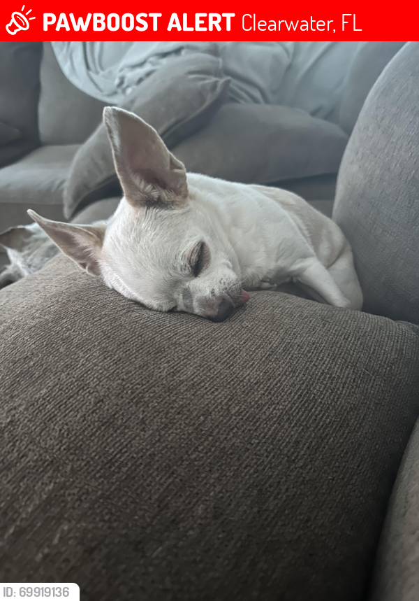 Lost Female Dog last seen Drew and Myrtle, Clearwater, FL 33755