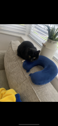 Lost Male Cat last seen Seaton sluice, Whitley Bay, Blyth, New Hartley, Seaton Delaval , Seaton Sluice, England NE26