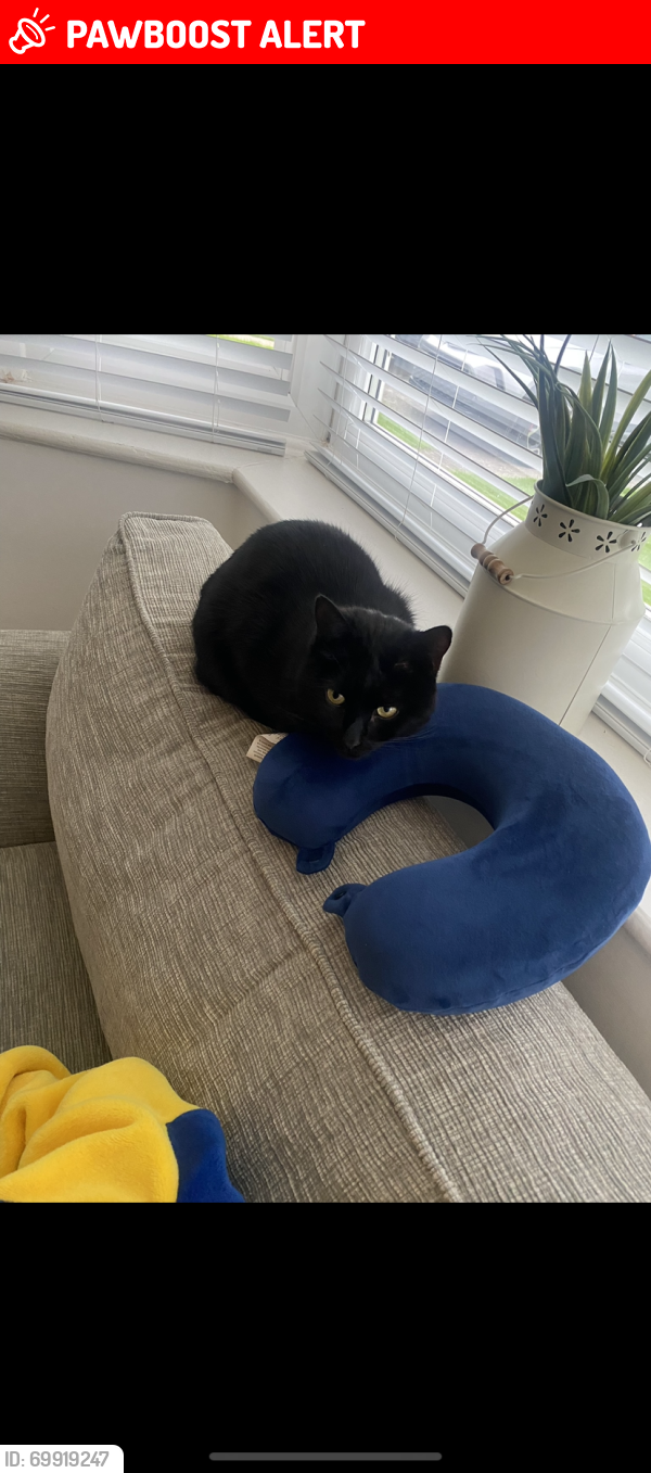 Lost Male Cat last seen Seaton sluice, Whitley Bay, Blyth, New Hartley, Seaton Delaval , Seaton Sluice, England NE26