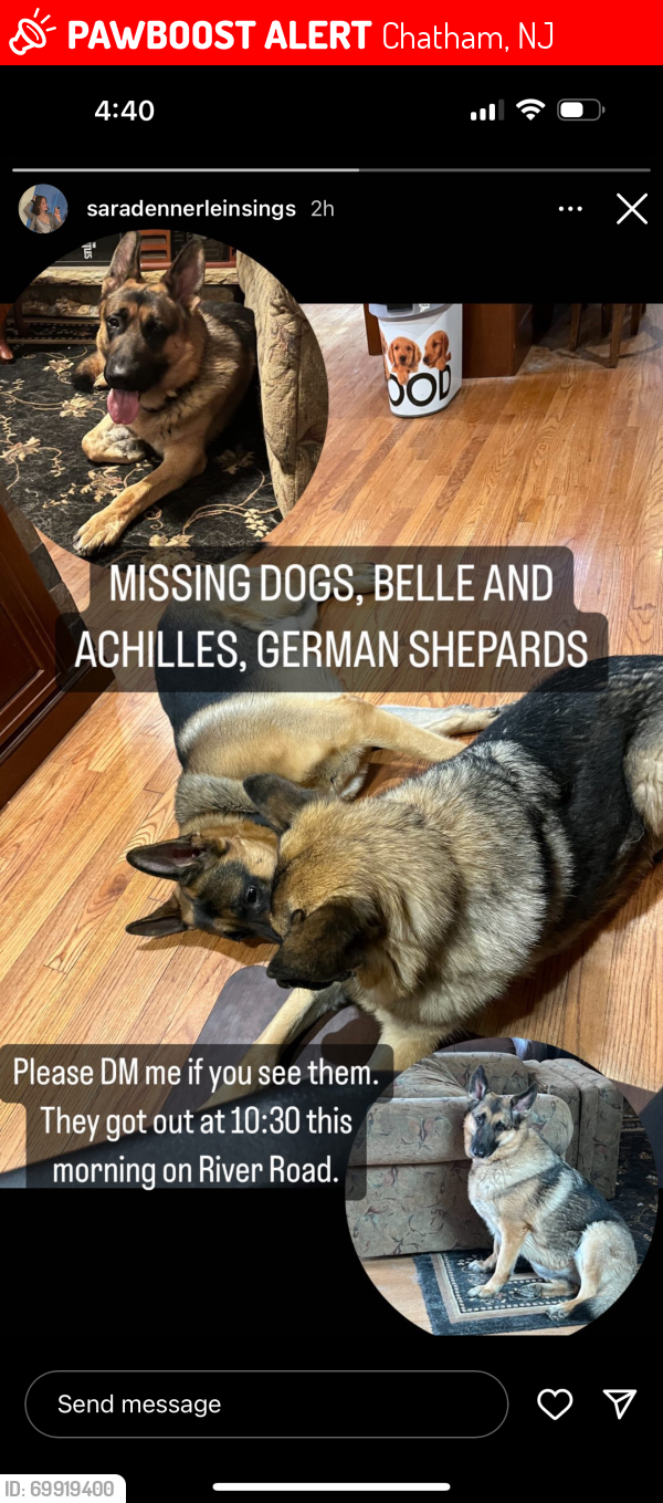 Missing best sale dogs alert