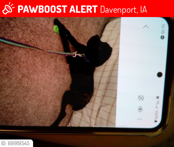 Lost Female Dog last seen Davenport Iowa, Davenport, IA 52802