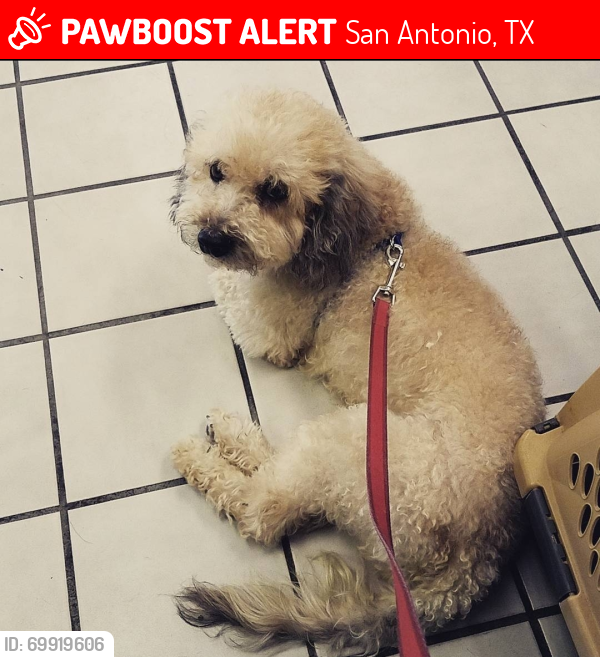 Lost Male Dog last seen Comfort & Senisa, San Antonio, TX 78228