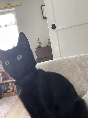 Lost Female Cat last seen Wassell Drive Wribbenhall , Worcestershire, England DY12
