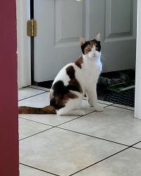 Lost Female Cat last seen 2nd Ave. and Dunlap, Phoenix, AZ 85021