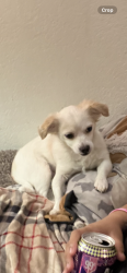 Lost Male Dog last seen Seven Trees Area, San Jose, CA 95111