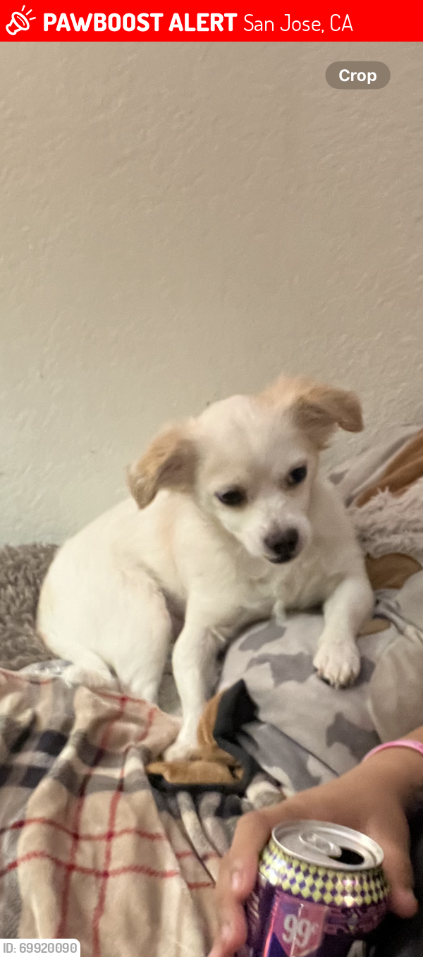 Lost Male Dog last seen Seven Trees Area, San Jose, CA 95111