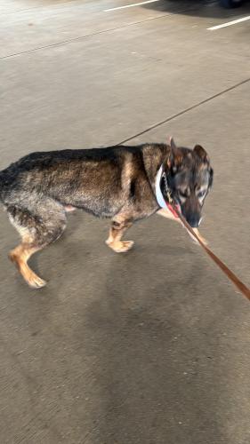 Lost Male Dog last seen hanover st & enson st, Springfield, VA 22150