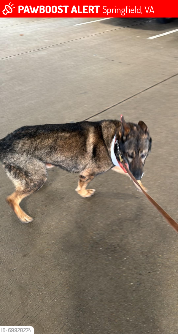 Lost Male Dog last seen hanover st & enson st, Springfield, VA 22150