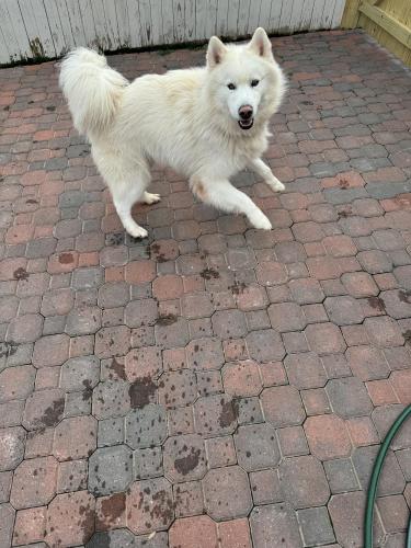 Lost Male Dog last seen Hanover st & enson st, Springfield, VA 22150