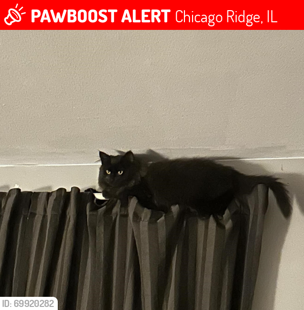 Lost Female Cat last seen 102nd Place and Ridgeland Avenue, Chicago Ridge, Chicago Ridge, IL 60415