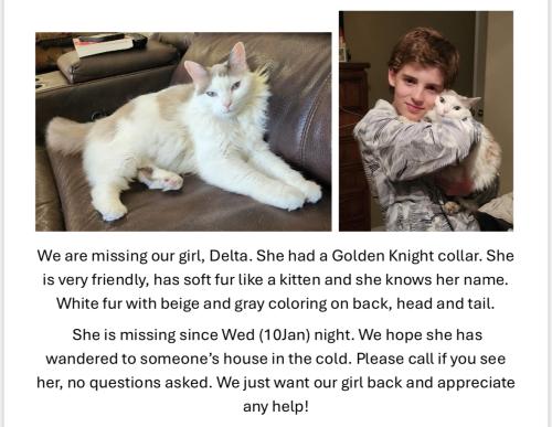 Lost Female Cat last seen Clark Point Ct. & W Double Rock Dr., Las Vegas, NV 89134