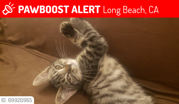 Lost Female Cat last seen Pathways at Bixby Village Dr., Long Beach, Long Beach, CA 90803