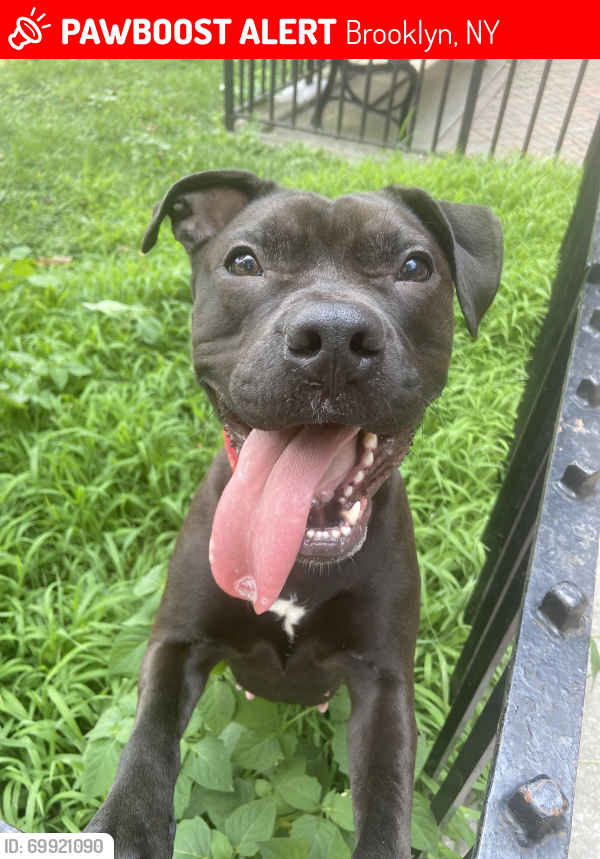 Lost Female Dog last seen Near Avenue X, Brooklyn, NY 11235