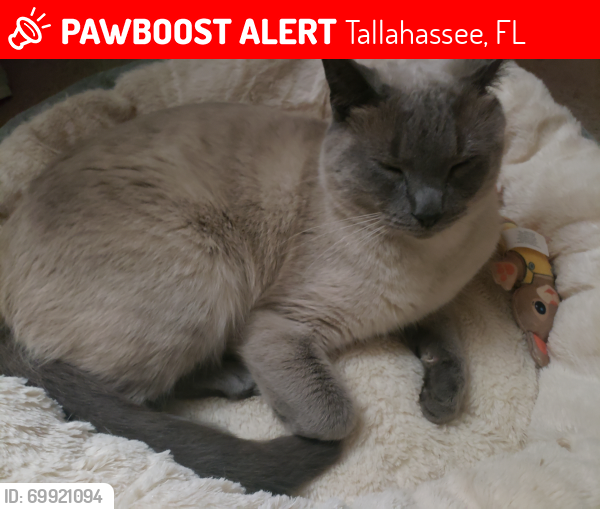 Lost Male Cat last seen Near west Tharpe st., Shadow Ridge apts., Tallahassee, FL 32303