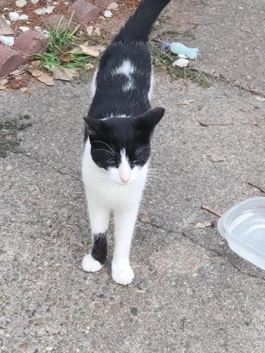 Lost Male Cat last seen Westside Evansville ,between Barker /Clermont area, Evansville, IN 47712