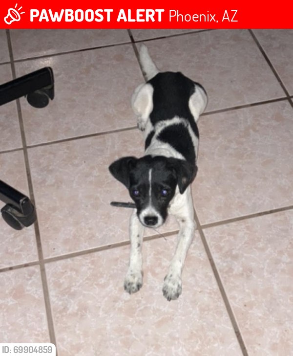 Lost Male Dog last seen Near west Hidalgo Ave next to southern ave 22 and 23 avenue , Phoenix, AZ 85041