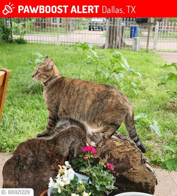 Lost Female Cat last seen Seevers and Corning Ave Dallas 75216, Dallas, TX 75224