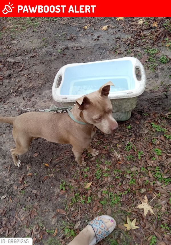 Lost Female Dog last seen Hwy 190 and 980, San Jacinto County, TX 77364