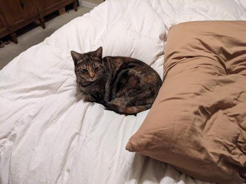 Lost Female Cat last seen Cowell , Concord, CA 94518
