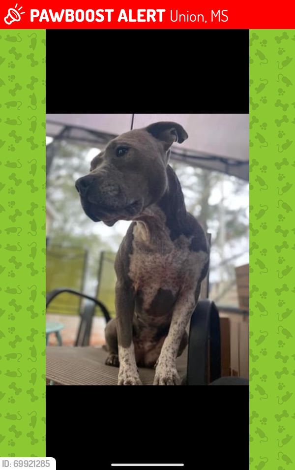 Lost Female Dog last seen 7 miles west of Union,Ms. Close to hwy 492, Union, MS 39365