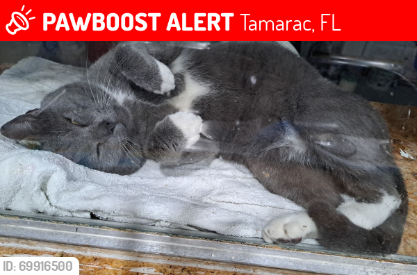 Lost Male Cat last seen University and 61 street., Tamarac, FL 33321