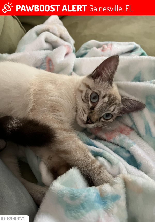 Lost Female Cat last seen quail creek neighborhood off 19th and 39th ave , Gainesville, FL 32605