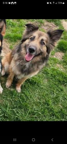 Lost Female Dog last seen Corner of County Road Q and SS near Auroraville, Pine River, WI 54965