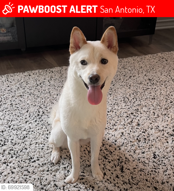 Lost Female Dog last seen Riverstone at Westpointe neighborhood , San Antonio, TX 78253