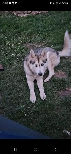 Lost Male Dog last seen Corner of County Road Q and SS near Auroraville, Pine River, WI 54965