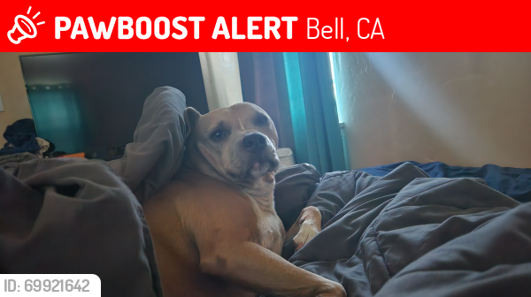 Lost Female Dog last seen Atlantic Ave and Gage Ave, Bell, CA 90201
