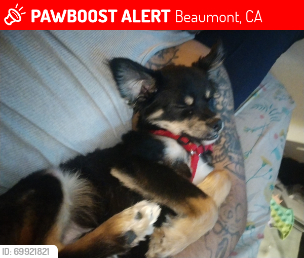 Beaumont CA Lost Male Dog Cujo Is Missing PawBoost