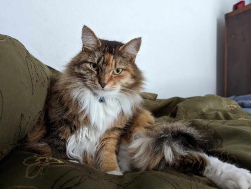 Lost Female Cat last seen Iroquois Loop in Canadensis. Pocono Outpost, Canadensis, PA 18325