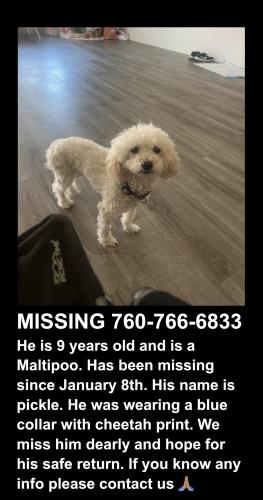 Lost Male Dog last seen monte viña s in indio , Indio, CA 92203
