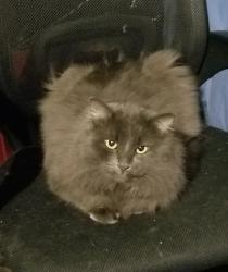 Lost Male Cat last seen I live by the white church by 7th st in ogden, Ogden, UT 84404