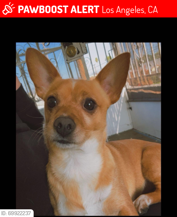 Lost Male Dog last seen Daly st and Mozart St Lincoln heights , Los Angeles, CA 90031