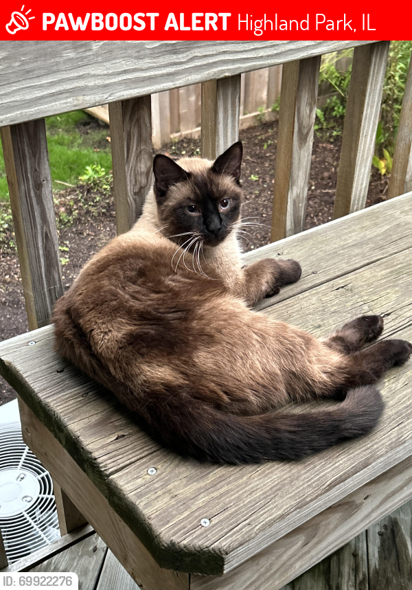 Lost Male Cat last seen Green Bay Rd and Marion Ave, Highland Park, IL 60035