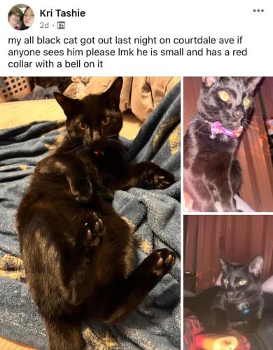 Lost Male Cat last seen Courtdale Ave  , Courtdale, PA 18704
