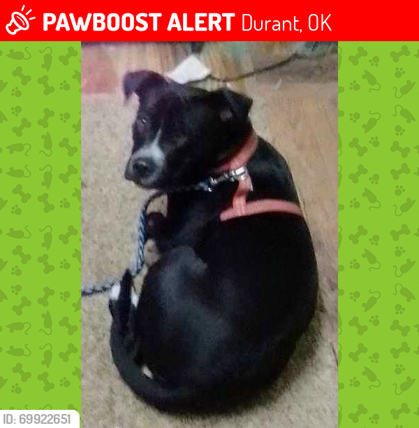 Lost Male Dog last seen Soccer field at park on east side   on Georgia at, Durant, OK 74702