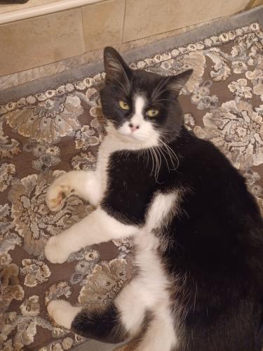 Lost Male Cat last seen  SHINHAM RD,, Hagerstown, MD 21740