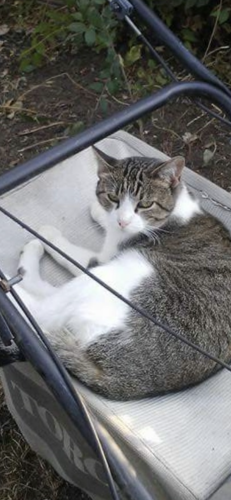 Lost Female Cat last seen Day’s inn / Archdale , Archdale, NC 27263