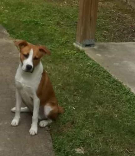 Lost Male Dog last seen Por la texas  and airhart, Baytown, TX 77521