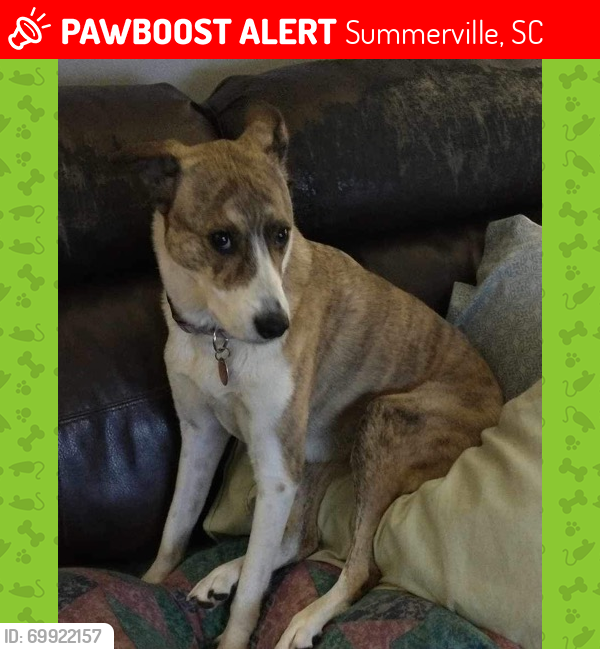 Lost Female Dog last seen Jedburg Rd right off I-26 exit, Summerville, SC 29483