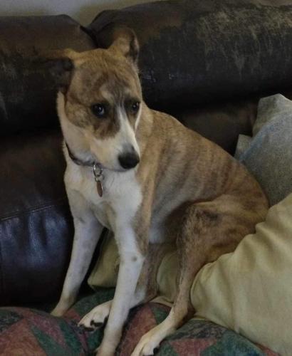 Lost Female Dog last seen Jedburg Rd right off I-26 exit, Summerville, SC 29483