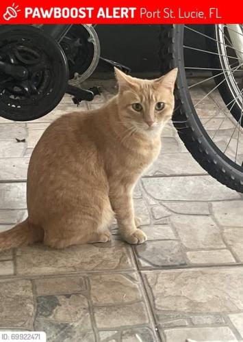 Lost Male Cat last seen Gemini and brisbane, Port St. Lucie, FL 34984