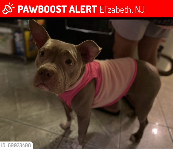 Lost Female Dog last seen Elmora Ave and Linden Ave, Elizabeth, NJ 07208