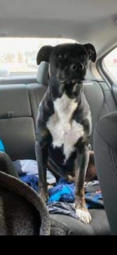 Lost Male Dog last seen 17th and  Hoyt, Muncie, IN 47302
